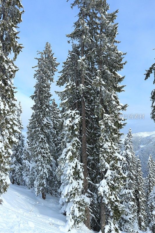 在Wagrain Skiamade滑雪场，冬天的雪覆盖了云杉